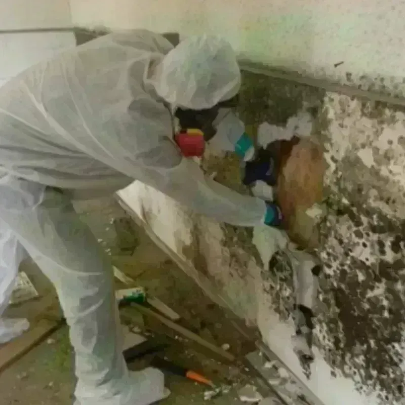 Mold Remediation and Removal in Stuart, VA